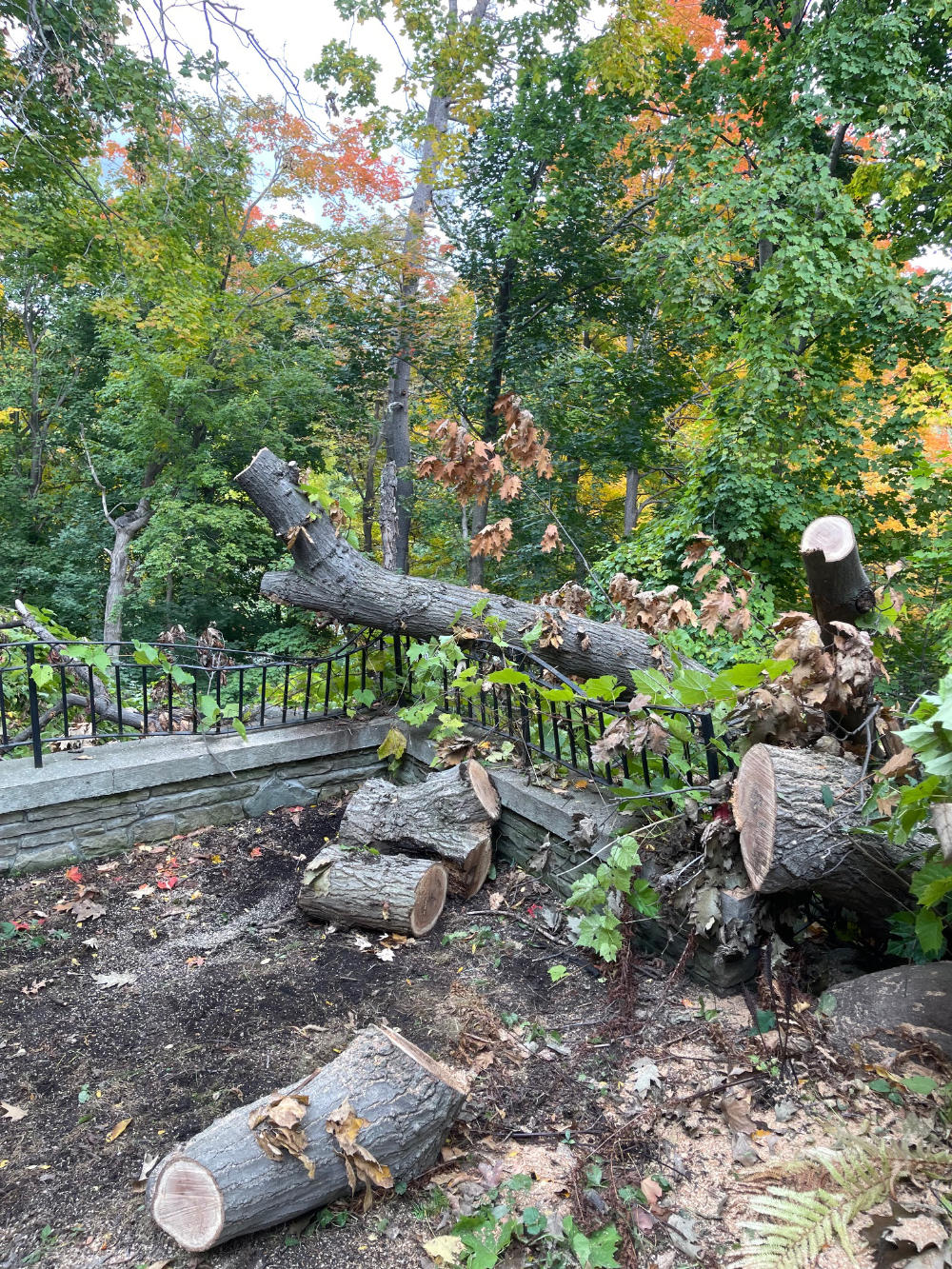 fallen tree removed