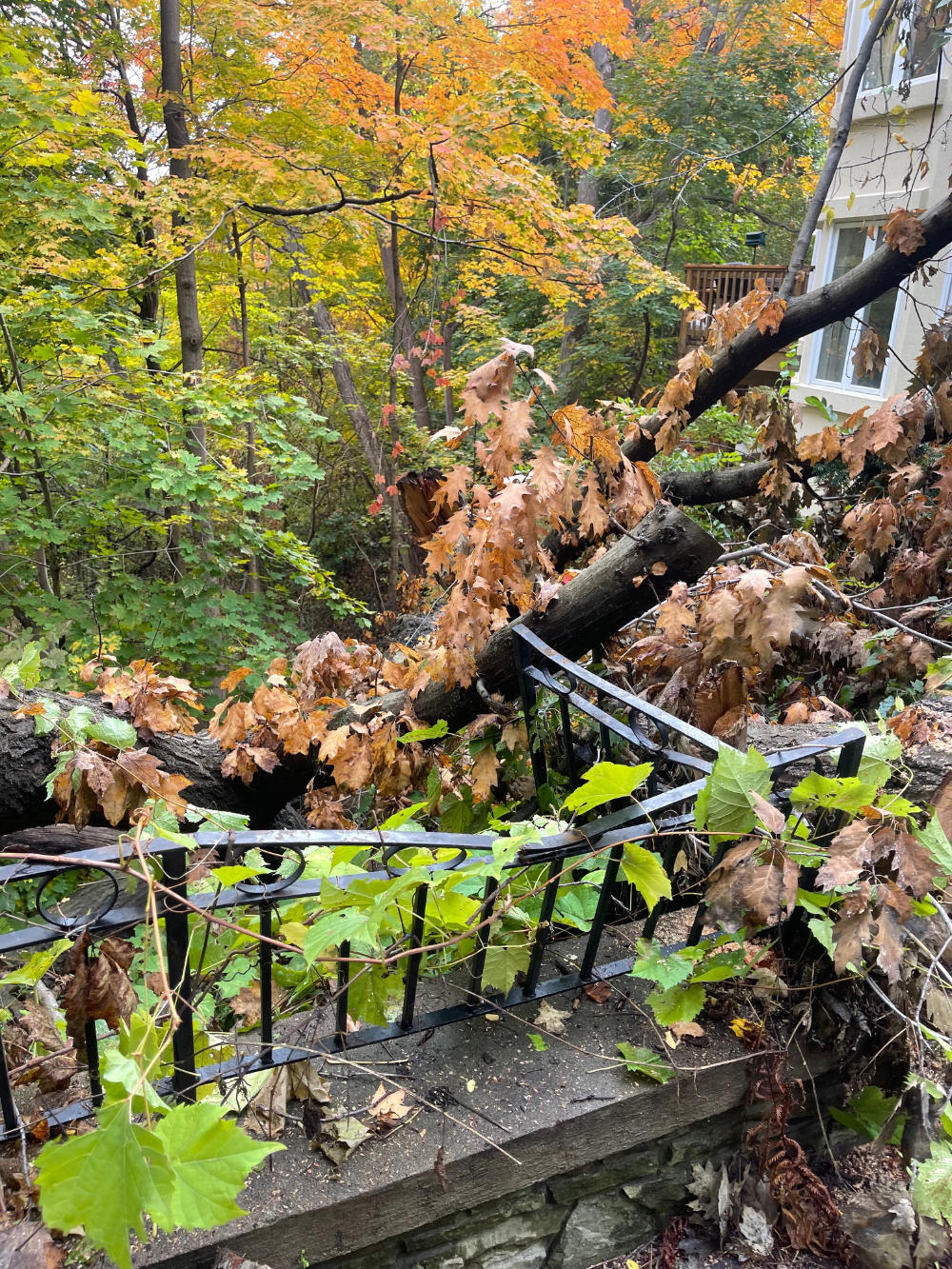 fallen tree