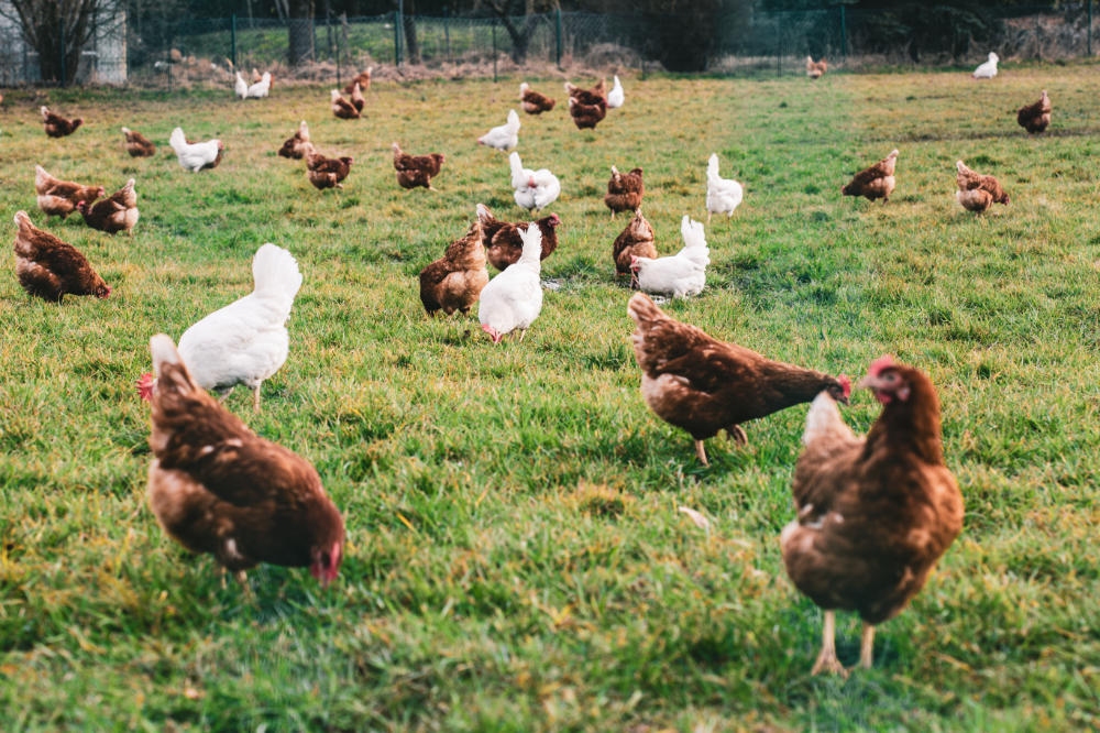 lots of chicken in a field